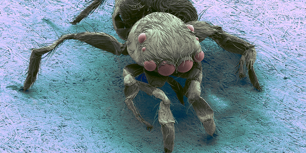 A nanoscopic journey through spider silk